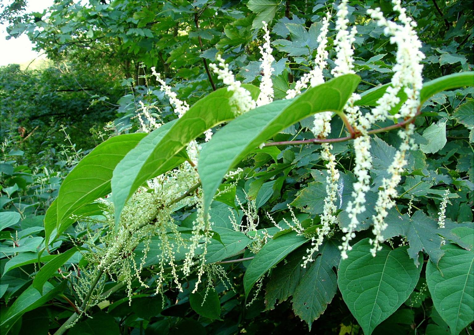 Stop the Invasion: Japanese Knotweed! - My Frugal Nature